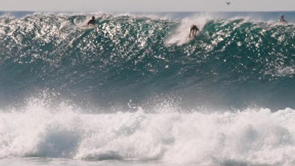Whale Celebrates Perfect Wave at Banzai Pipeline