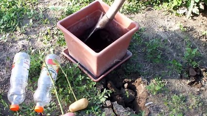 هذا أمر لا يصدق! انظر ماذا يحدث عندما يلصق شخص ما وردة في البطاطس!