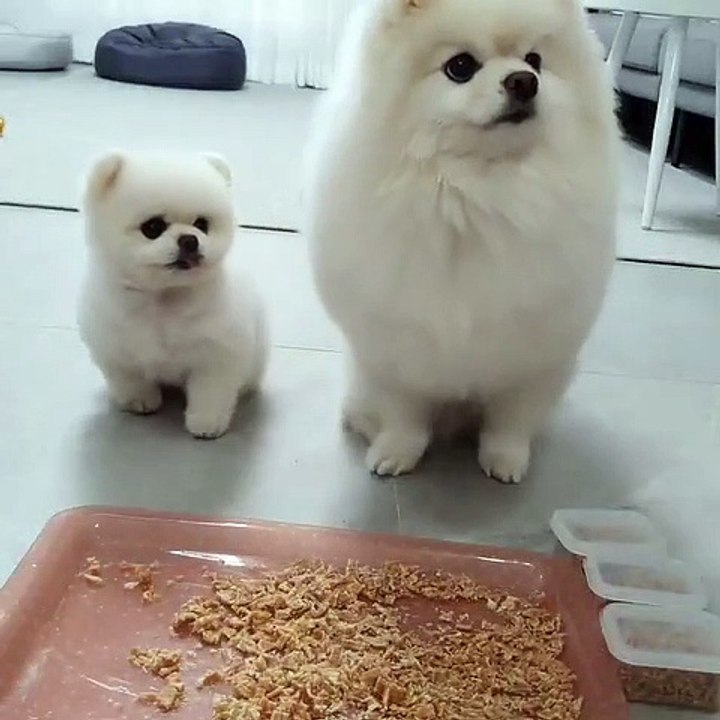Cute Dog - #48