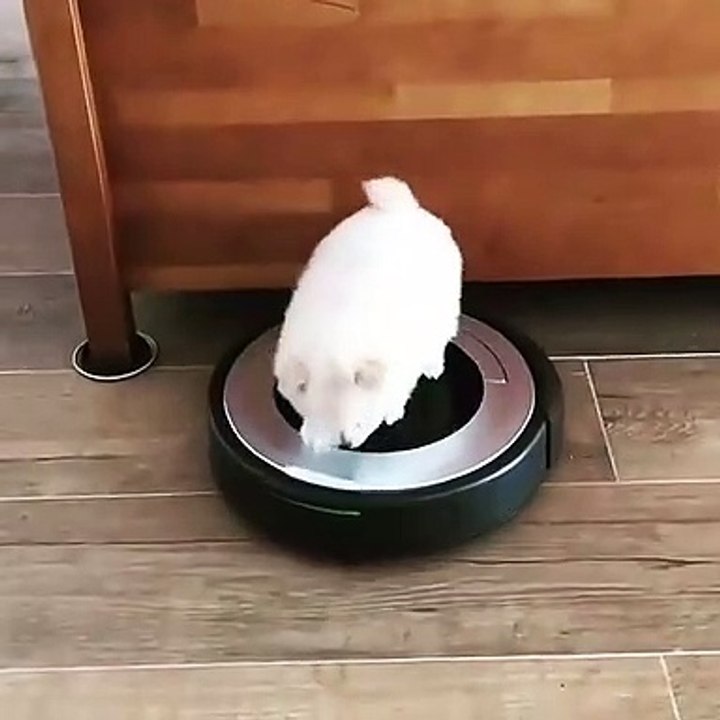 Cute Dog - #49