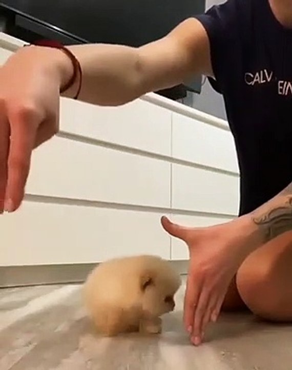 Cute Dog - #51