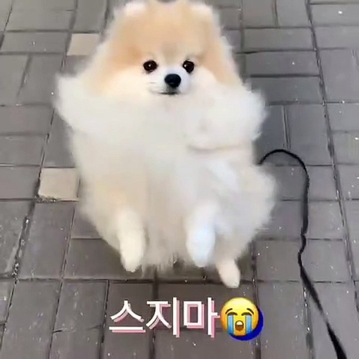 Cute Dog - #52