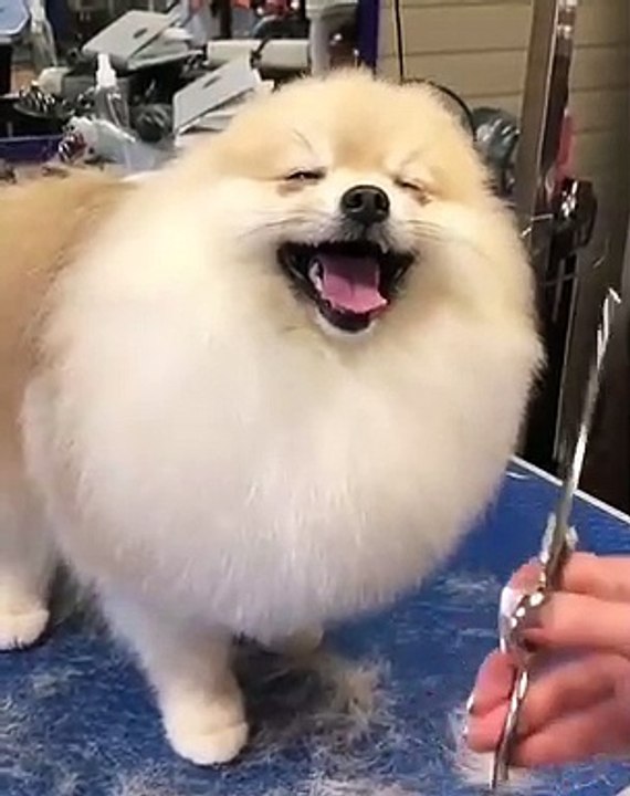 Cute Dog - #53