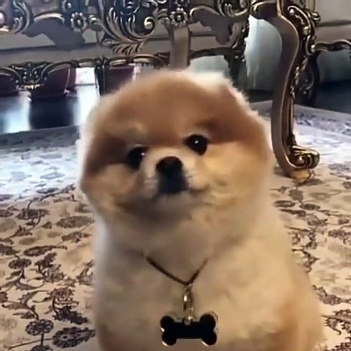 Cute Dog - #54