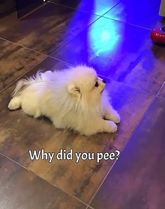 Cute Dog - #56