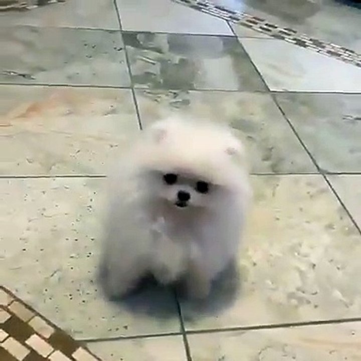 Cute Dog - #57