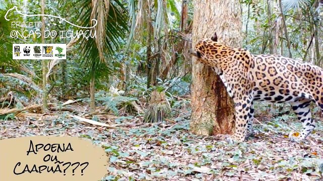 Vídeo: Onça-pintada inédita é vista pela primeira vez no Brasil em Foz do Iguaçu