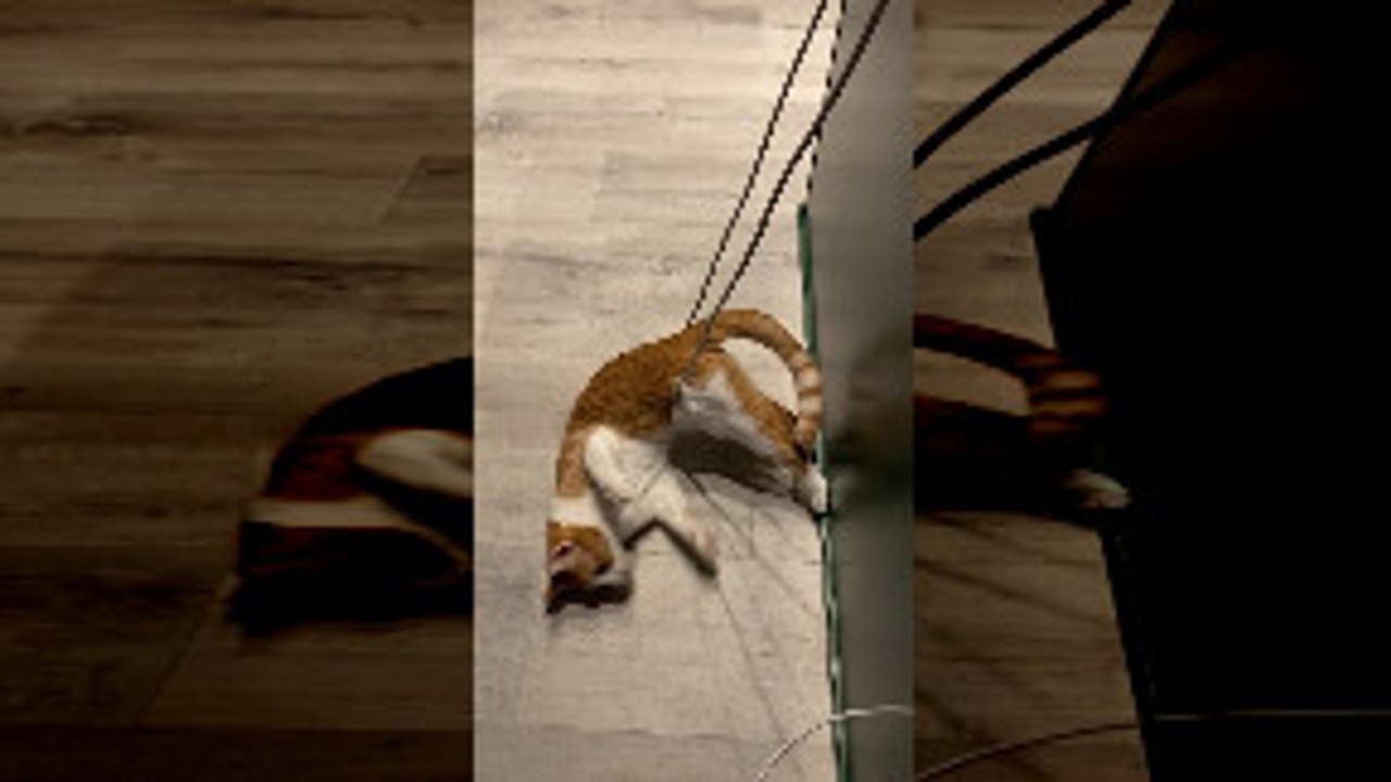 Playful Cat Gets Stuck in Computer Cord