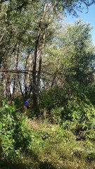 Guy Gets Crushed by Tree