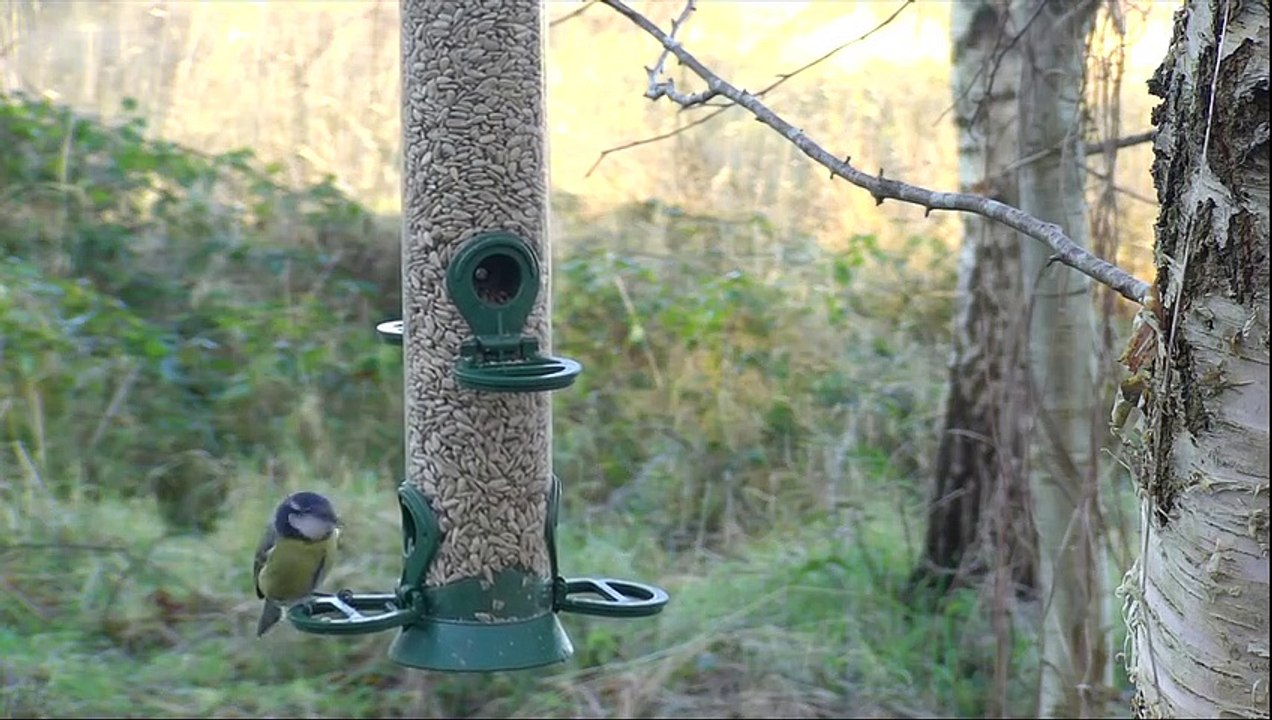 Winterwatch 2022 episode 6