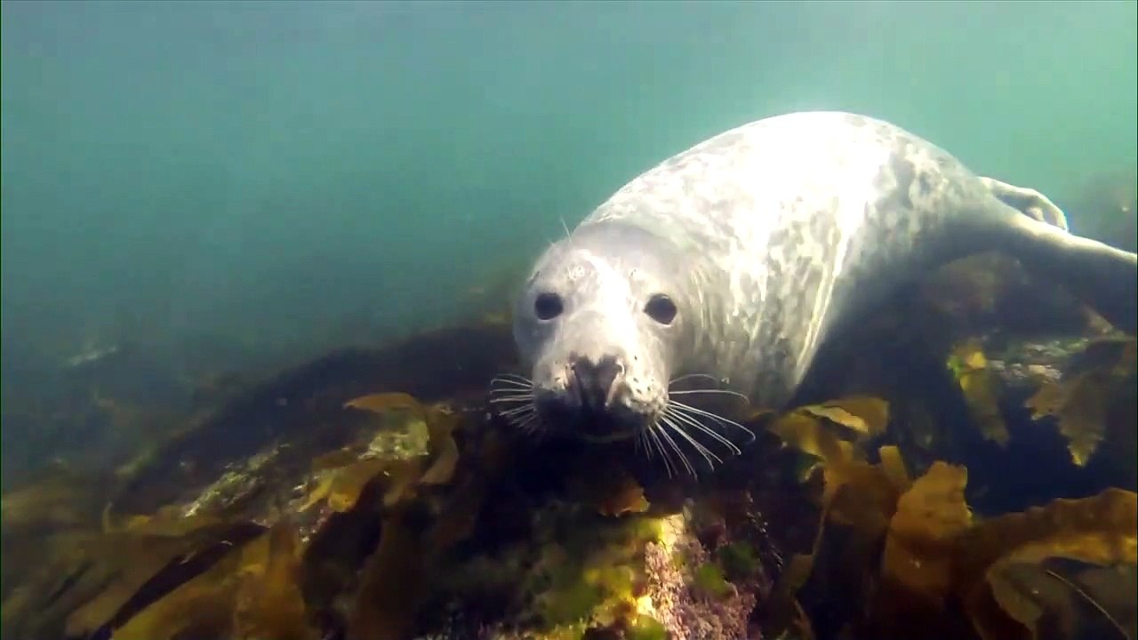 26 janv TOPO ND Chasse au phoques
