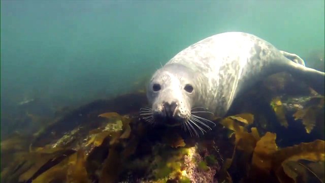 26 janv TOPO ND Chasse au phoques