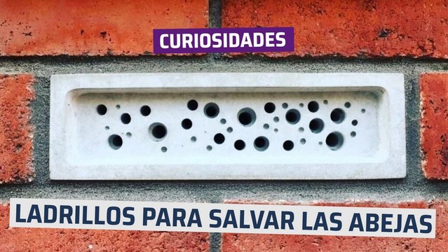 [CH] Ladrillos para salvar a las abejas