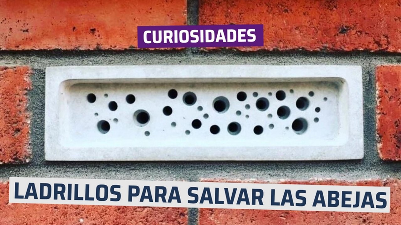 [CH] Ladrillos para salvar a las abejas