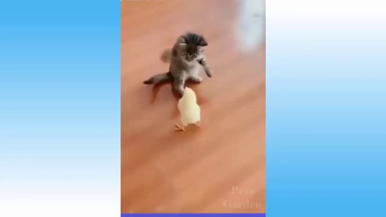 Funny cute Dog & Cat
