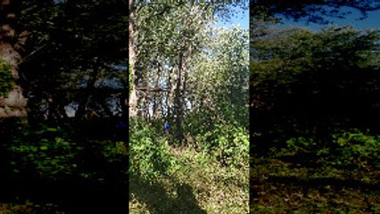 Guy Gets Crushed by Tree