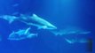 Unprovoked shark attacks increase worldwide