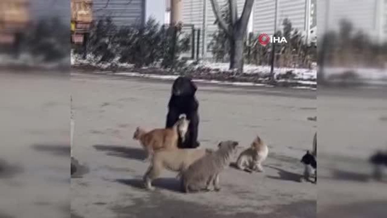 Ankara'da yürek ısıtan görüntüler