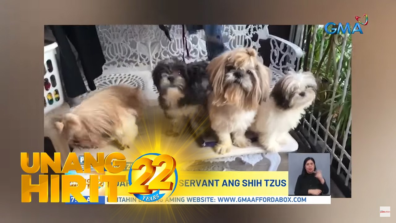 Unang Hirit: Long-haired shih tzu, paano nga ba...