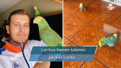 Loros cantan canción de Jesse y Joy; tierno video se vuelve viral