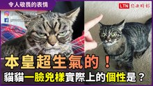 貓皇一臉氣噗噗讓人敬畏！實際上牠的個性竟然是？