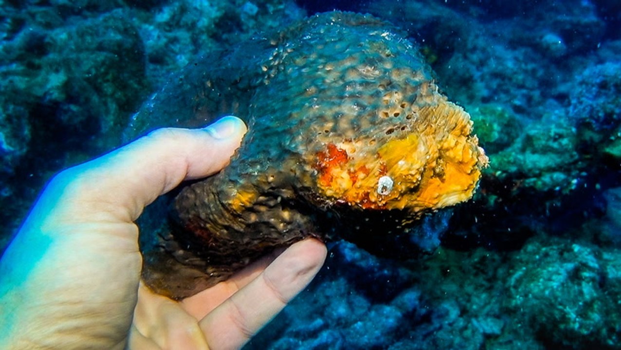 A sea sponge harvested from the Mediterranean Sea could set you back $30. Here's why they're so expensive.