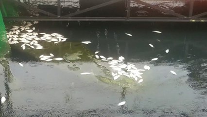 Setu Citongtut Gunung Putri Tercemar, Ratusan Ikan Mati