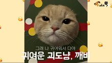 귀여우면 다야, 괴도 고양이