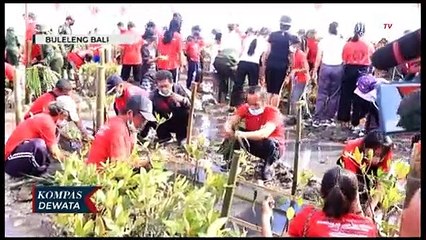 HUT PDI-P, Sekjen PDIP Hasto Kristiyanto Tanam Mangrove di Buleleng