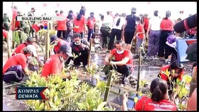 HUT PDI-P, Sekjen PDIP Hasto Kristiyanto Tanam Mangrove di Buleleng