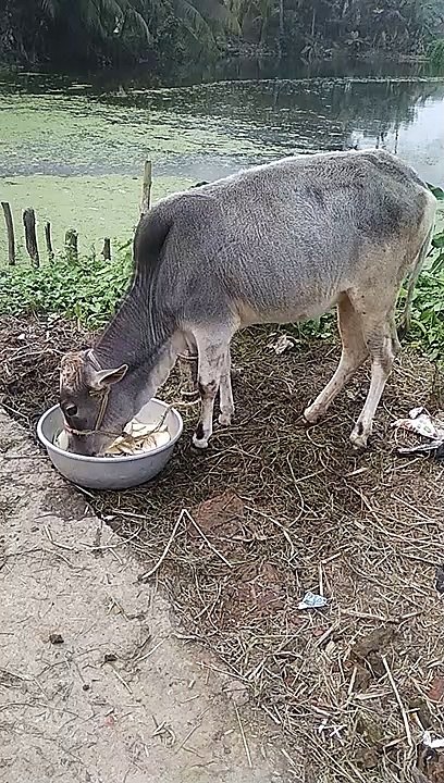 Cow video || Indian Village cow || Cow eating food