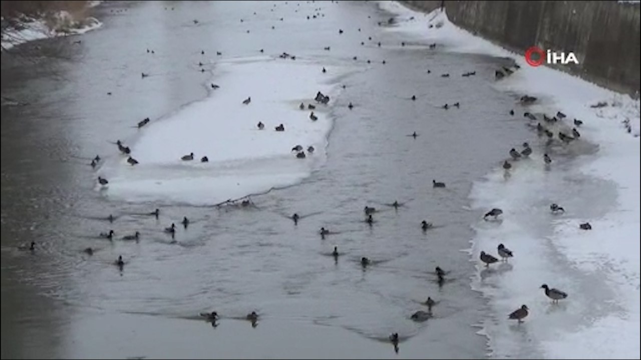 Yeşilbaşlı gövel ördekler, Çoruh'un yüzeyinde yüzerek adeta görenleri mest ediyor