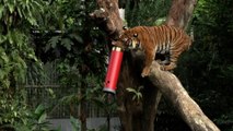Endangered tigers enjoy Lunar New Year treats at Singapore safari park