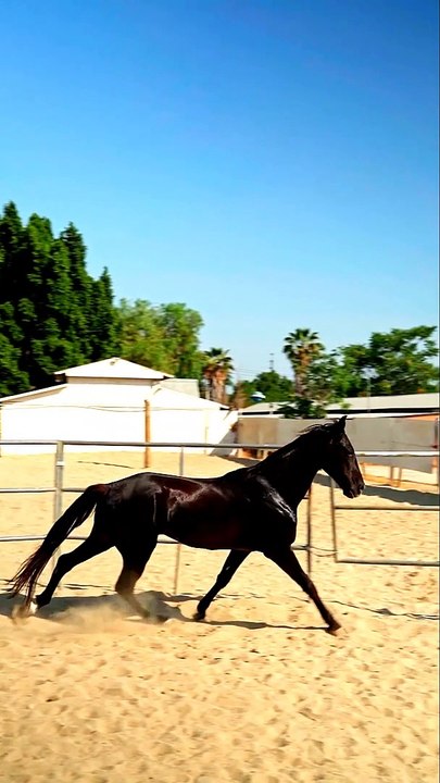 THE HORSE INTRO  - HORSE VIDEO - PETS WORLD #TIKTOK #VIRAL #sHORT