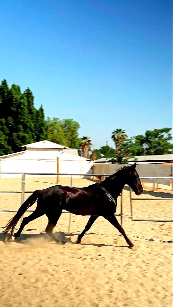⁣THE HORSE INTRO  - HORSE VIDEO - PETS WORLD #TIKTOK #VIRAL #sHORT