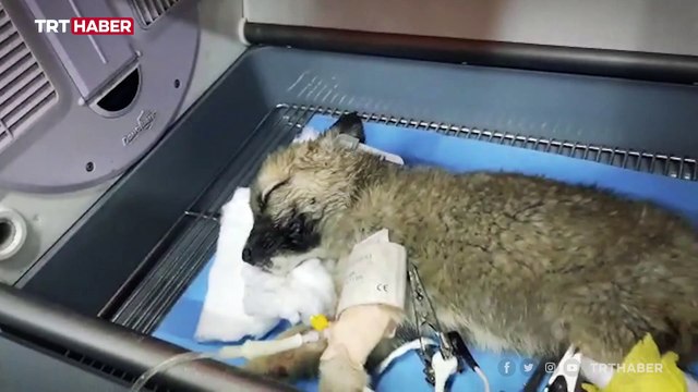 Donmak üzere olan köpek yavruları son anda ölümden kurtarıldı