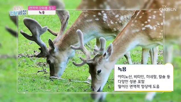 신의 뿔이라 불리는 면역력 증진에 도움 주는 ▶녹용◀ TV CHOSUN 220127 방송