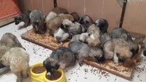 Donmak üzere olan 63 yavru köpek son anda kurtarıldı