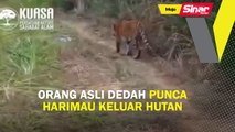 Orang asli dedah punca harimau keluar hutan