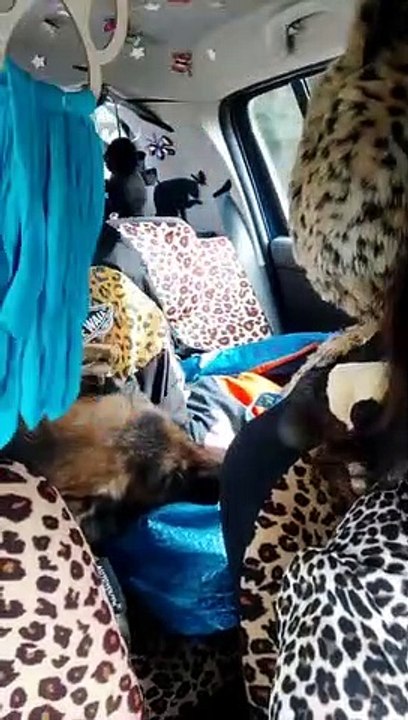 La increíble historia de Dico, el pastor alemán que ha vuelto con su familia tras 7 años perdido