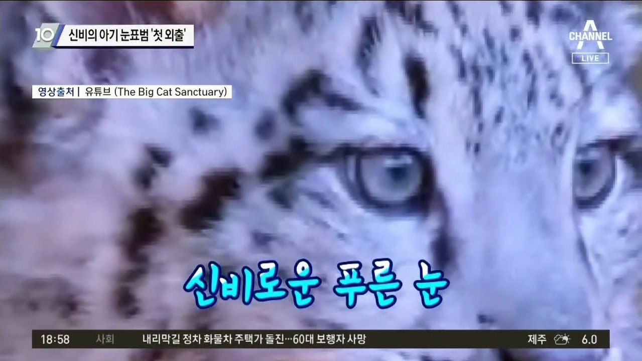 신비의 아기 눈표범…베일 벗고 ‘첫 외출’