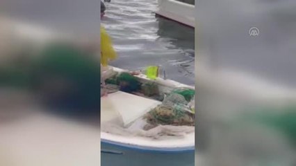 Balıkçılar limanda yanlarına gelen su samurunu besledi