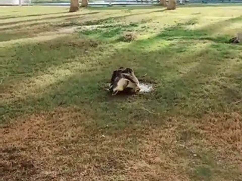 Jealous Goose