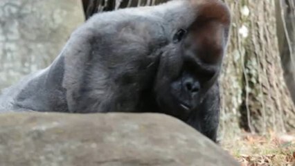Ozzie, el gorila macho más viejo del mundo, ha muerto a los 61 años en el zoo de Atlanta