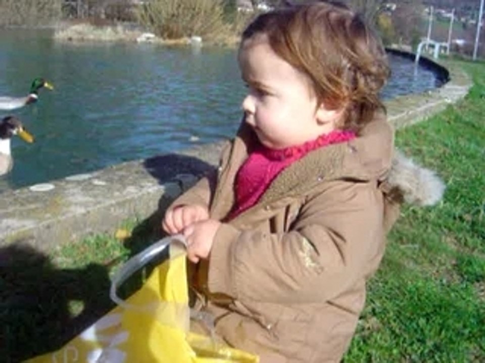 FILM main canards