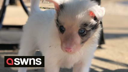 The sweet moment pooch born half-blind catches raindrops for first time after REGAINING sight