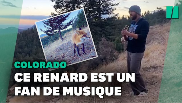 Ce musicien du Colorado donne un concert privé à un renard mélomane