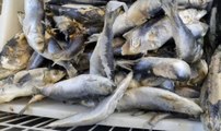 Torino - Pesce essiccato di incerta provenienza: denunciato titolare di un market a Porta Palazzo (27.01.22)