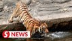 Logging activities do affect tiger population, says Zoo Taiping director