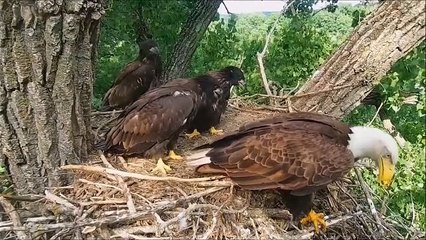 Serangan burung Elang yang mematikan